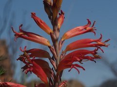 Tritoniopsis antholyza