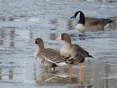 Greater White-Fronted Goose photo 6