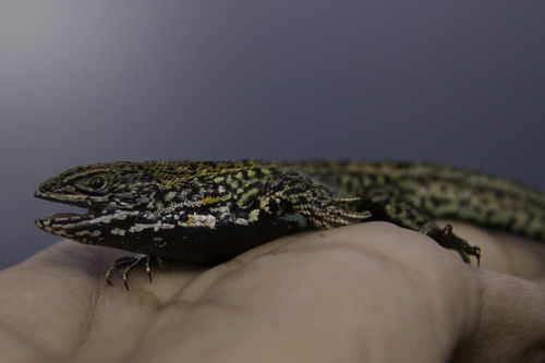 Stenocercus stigmosus