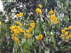 Senna viarum