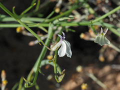 Lobelia linearis