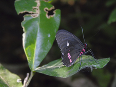 Parides erithalion