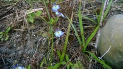 Lobelia berlandieri