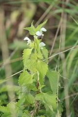Lamium album — photo 2