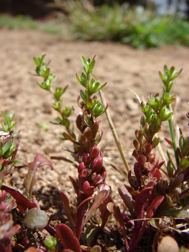 Neckweed (purslane speedwell) (Plants of Overton Park's Old Forest ...