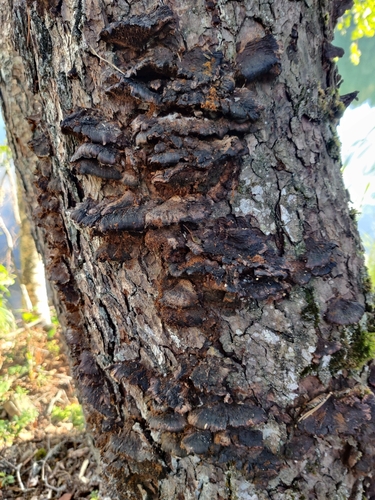 Alder Bracket (Mensularia radiata)