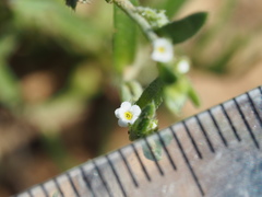 Harpagonella palmeri
