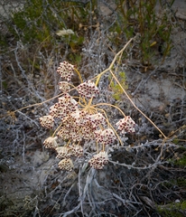 Annesorhiza macrocarpa