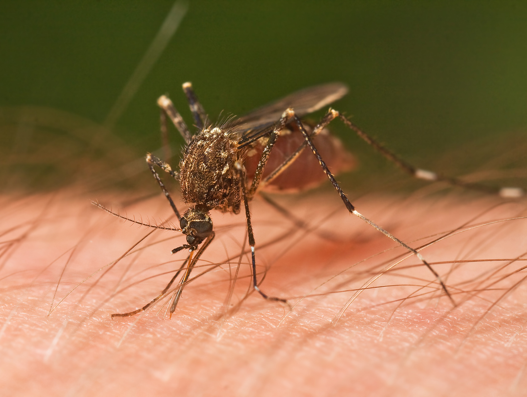 tipos de mosquitos con nombres