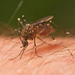 Mosquitoes - Photo (c) JJ Harrison, some rights reserved (CC BY-SA)