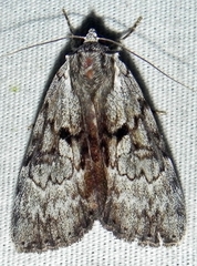 Catocala andromedae