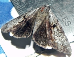 Catocala andromedae