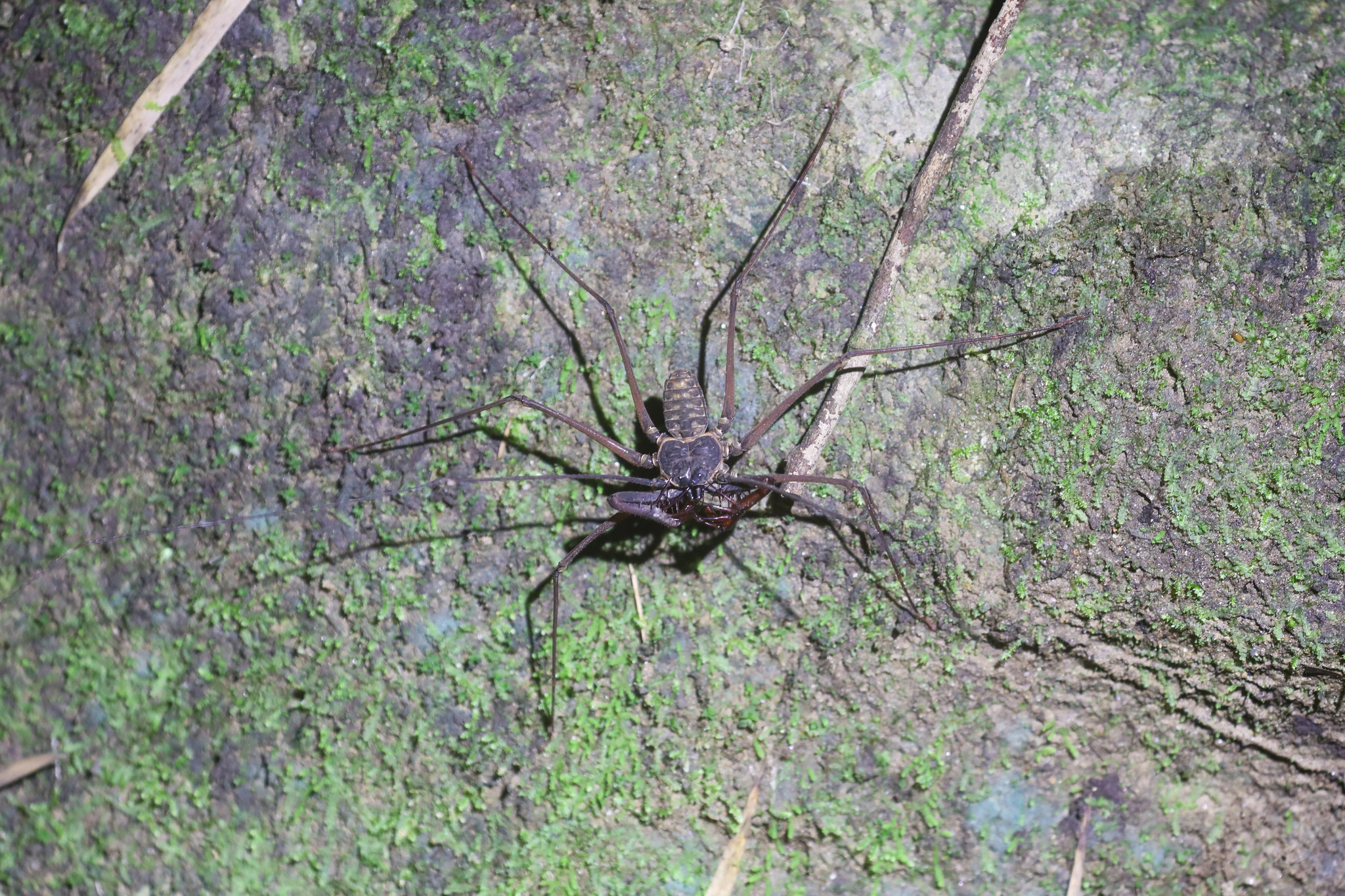 Heterophrynus batesii (Butler, 1873)
