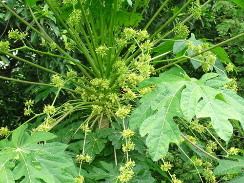 Vasconcellea cauliflora, photograph 3