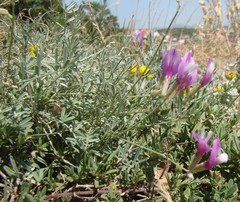 Astragalus subuliformis