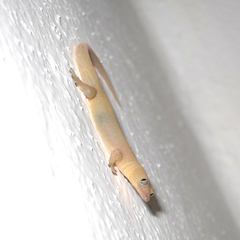 Sphaerodactylus