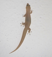 Sphaerodactylus