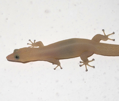 Sphaerodactylus