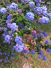 Ceanothus papillosus papillosus