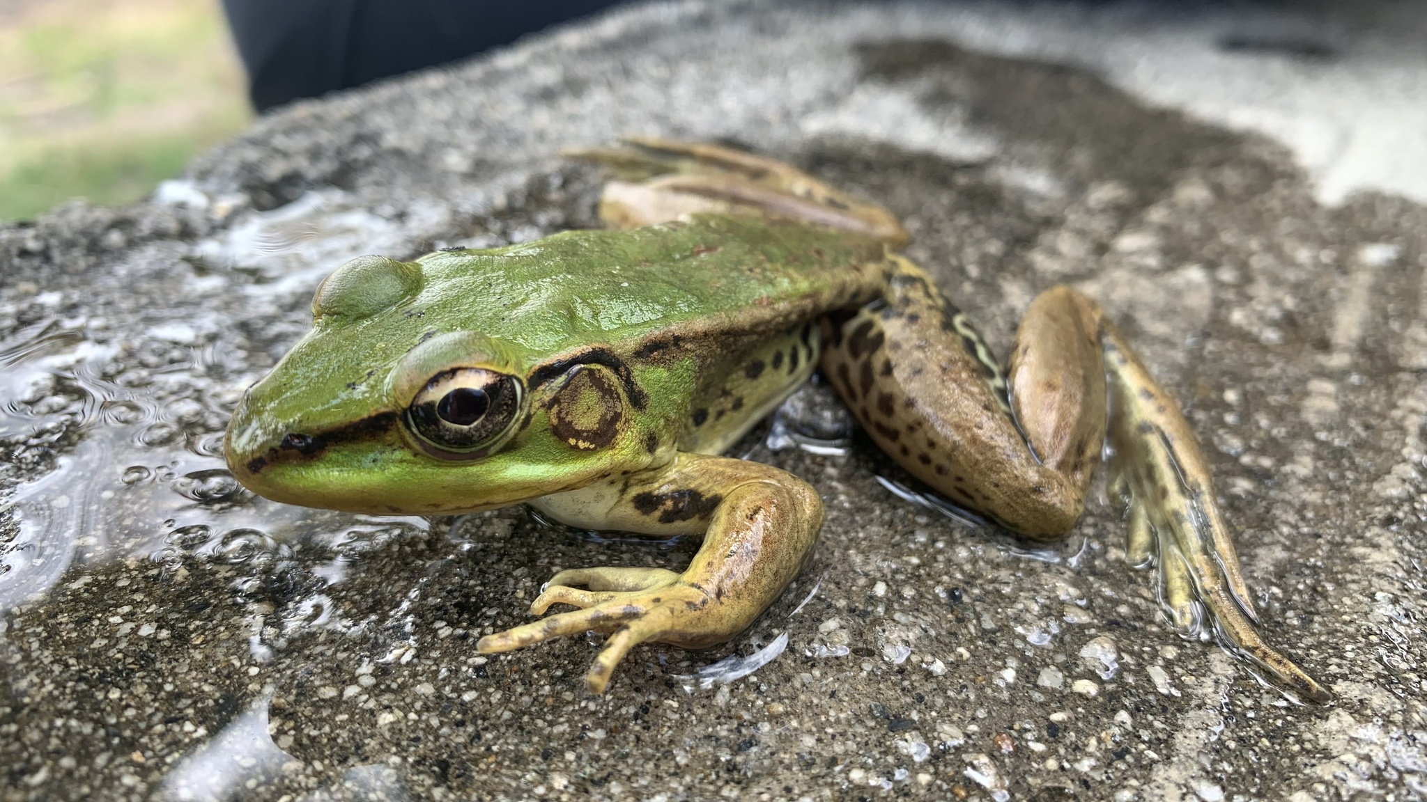 Lithobates image