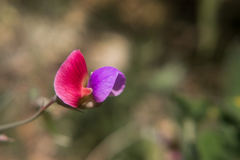 Lathyrus clymenum