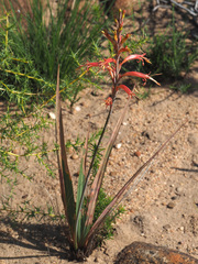 Tritoniopsis antholyza