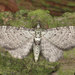 Eupithecia - Photo (c) Ryszard, algunos derechos reservados (CC BY-NC)