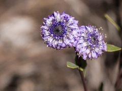 Globularia alypum