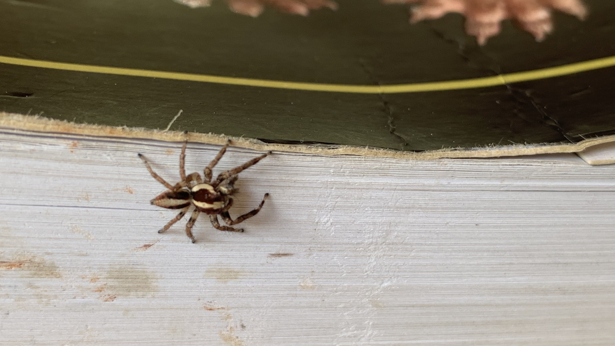 Salticidae image