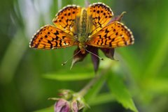Boloria aquilonaris