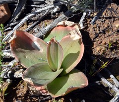 Bulbine latifolia