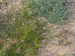 Lobelia linearis