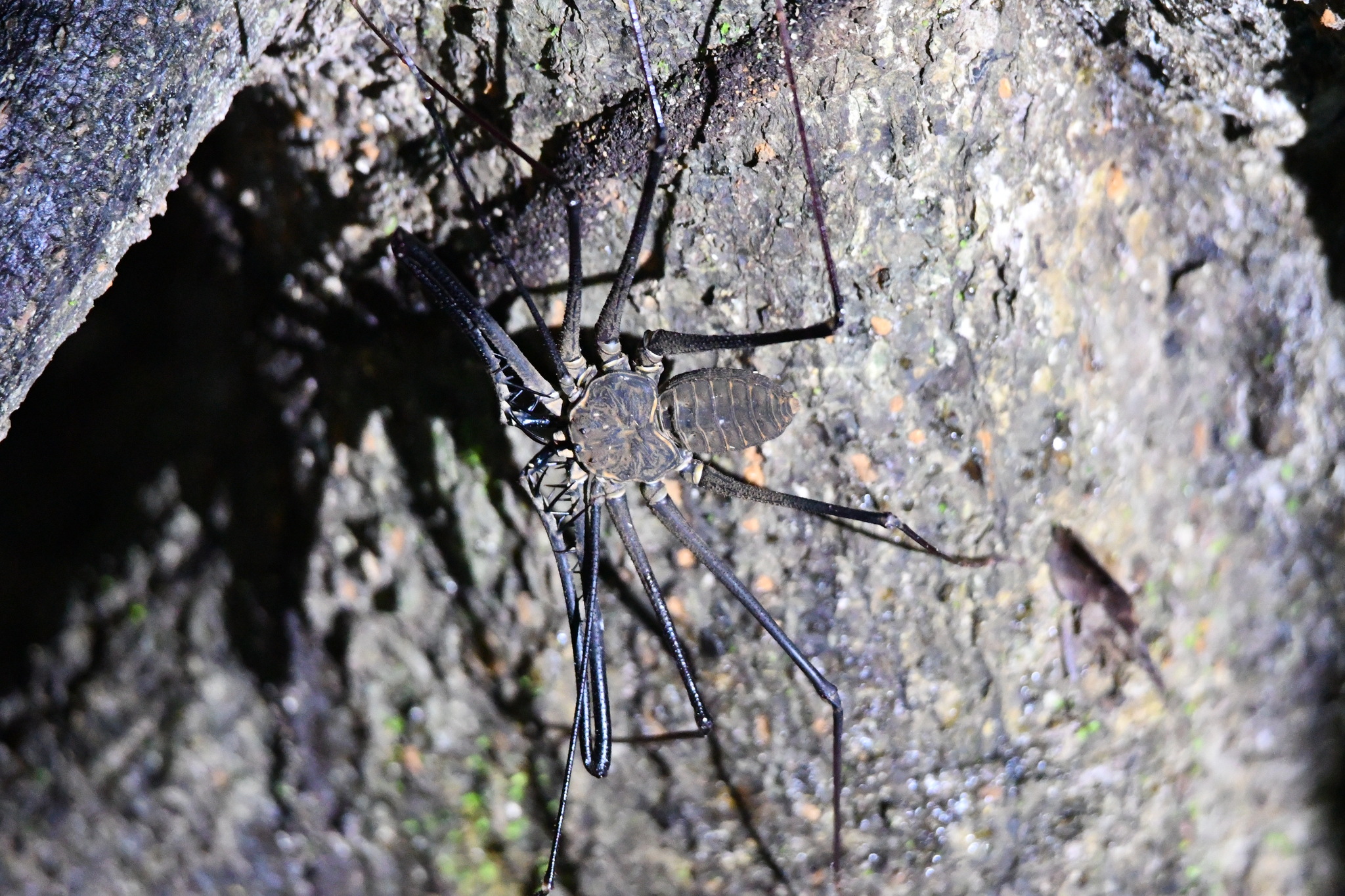 Heterophrynus batesii (Butler, 1873)