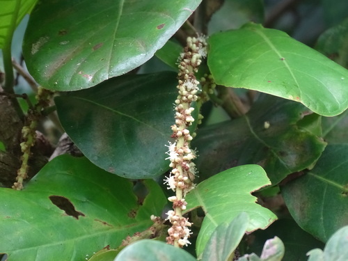 Image of Coccoloba caracasana by (c) Alexis López Hernández, some rights reserved (CC BY)
