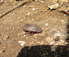 Homoeogamia mexicana