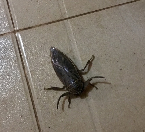 African Giant Water Bug
