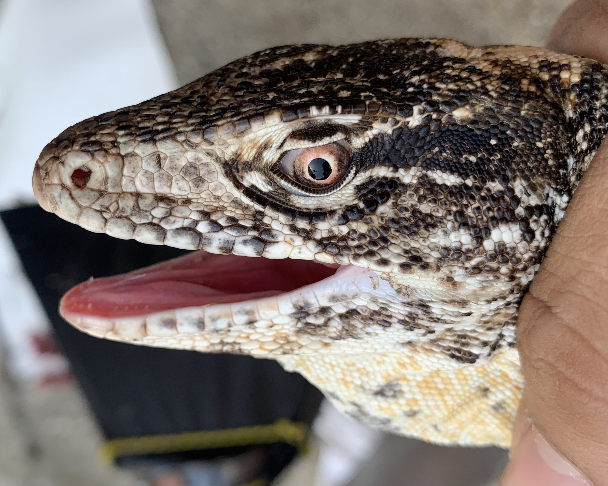 Callopistes flavipunctatus image
