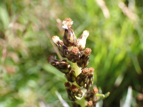 Image of Omalotheca norvegica by (c) Elias, some rights reserved (CC BY)