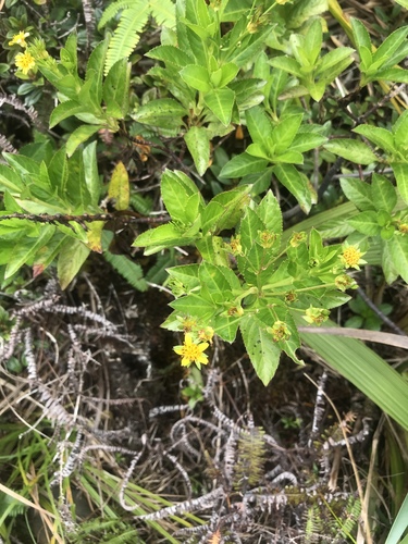 Bidens deltoidea observed 2019-01-27