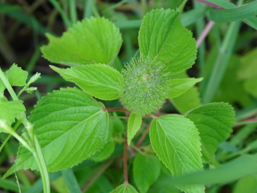 Foxtail copperleaf (Acalypha alopecuroidea)