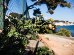 Sonchus asper glaucescens