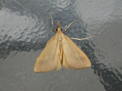 Osiriaca ptousalis