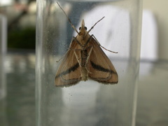 Osiriaca ptousalis