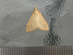 Osiriaca ptousalis