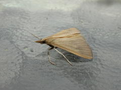 Osiriaca ptousalis