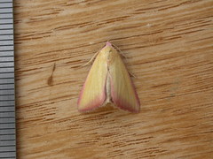 Phytometra formosalis