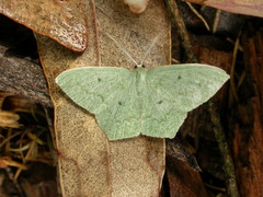 Maxates centrophylla