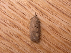 Doleromima hypoxantha
