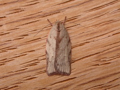 Euchaetis inceptella