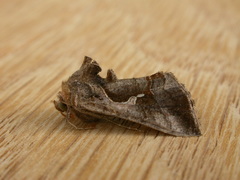 Chrysodeixis subsidens